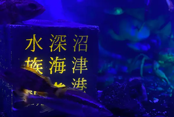 沼津港深海水族館の写真・動画_image_1359028