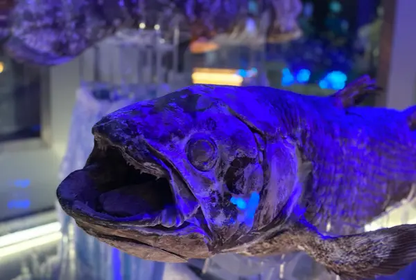 沼津港深海水族館の写真・動画_image_1359029