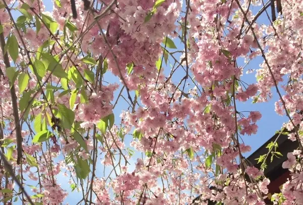 武蔵御嶽神社の写真・動画_image_1360729