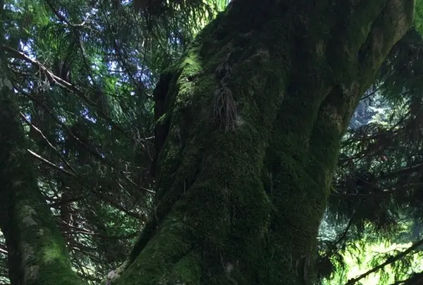 御岳山の写真・動画_image_1360746