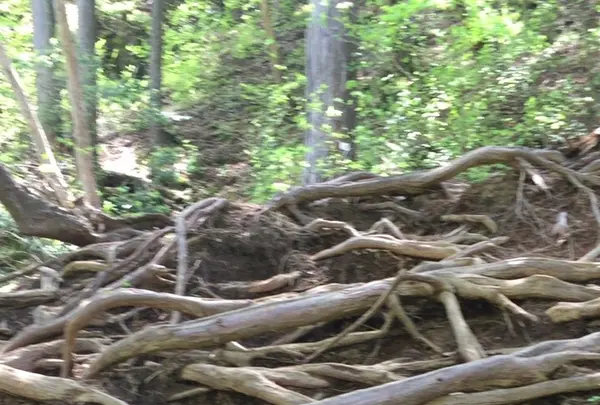 御岳山の写真・動画_image_1360748