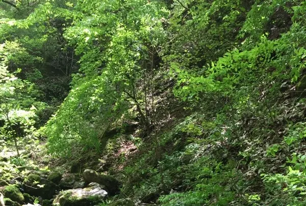 御岳岩石園ロックガーデンの写真・動画_image_1360764