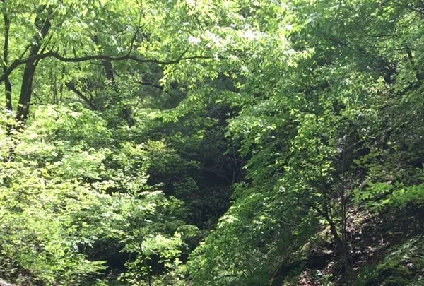 御岳岩石園ロックガーデンの写真・動画_image_1360765