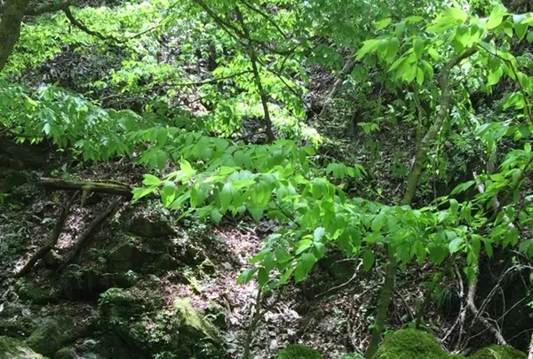 御岳岩石園ロックガーデンの写真・動画_image_1360767