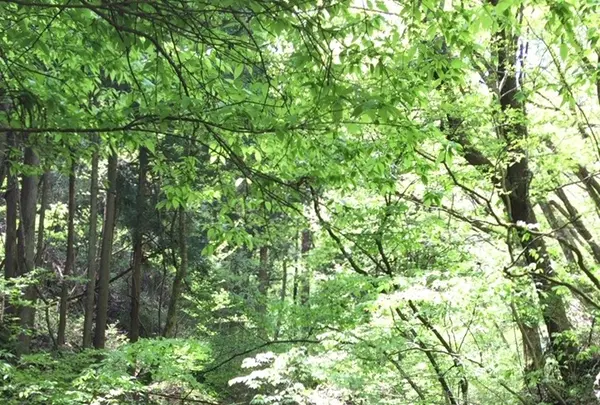 御岳岩石園ロックガーデンの写真・動画_image_1360769