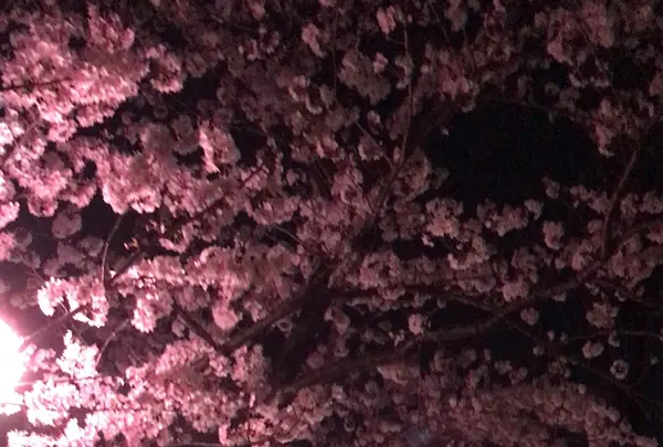 真間川沿い桜並木の写真・動画_image_1362832