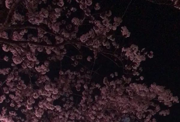 真間川沿い桜並木の写真・動画_image_1362833