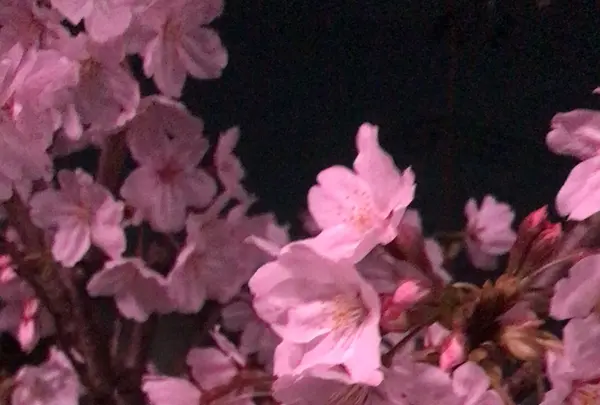 真間川沿い桜並木の写真・動画_image_1362834