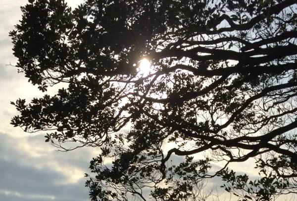 猿島の写真・動画_image_1363097