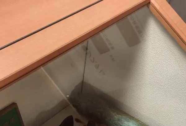 猿島の写真・動画_image_1363098