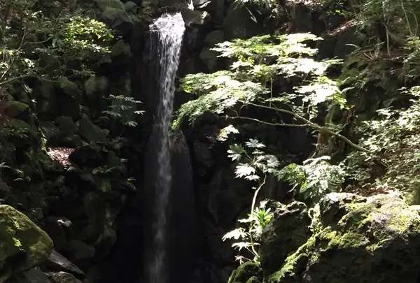 成田山公園の写真・動画_image_1363102
