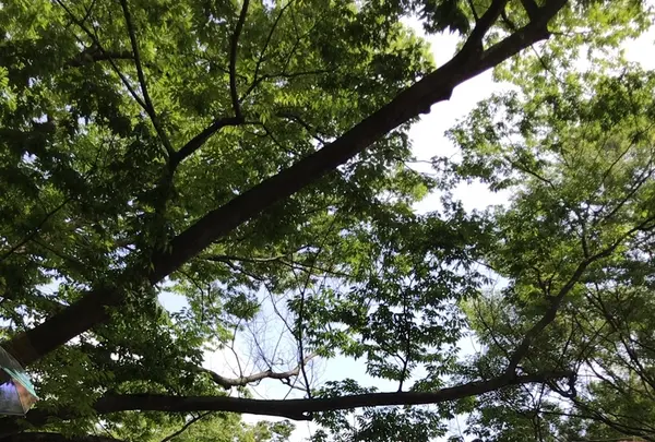 千葉公園の写真・動画_image_1366090