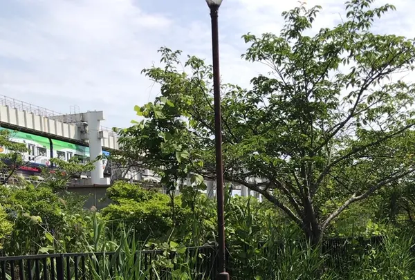 ろっぽう水のみちの写真・動画_image_1366116