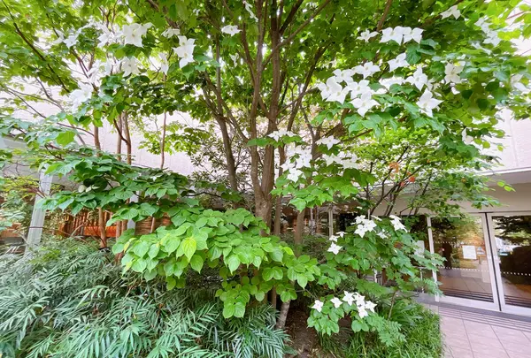 屋上広場（阪急うめだ本店）の写真・動画_image_1367992