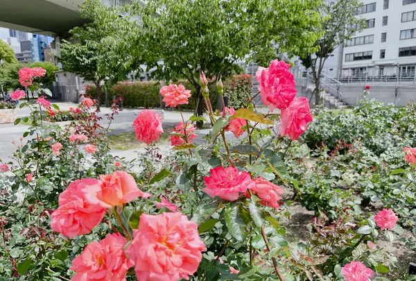 中之島バラ園の写真・動画_image_1368384