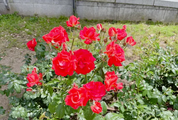 中之島バラ園の写真・動画_image_1368385