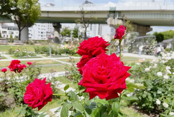 中之島バラ園の写真・動画_image_1368386