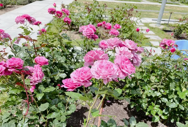 中之島バラ園の写真・動画_image_1368387