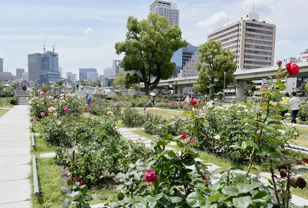 中之島バラ園の写真・動画_image_1368390