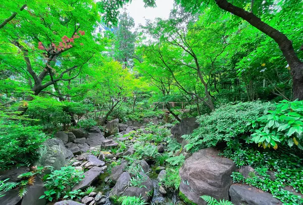 中自然の森の写真・動画_image_1369326