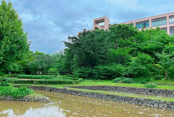 花野（新梅田シティの里山）の写真・動画_image_1369945