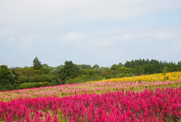 那須フラワーワールドの写真・動画_image_1370308