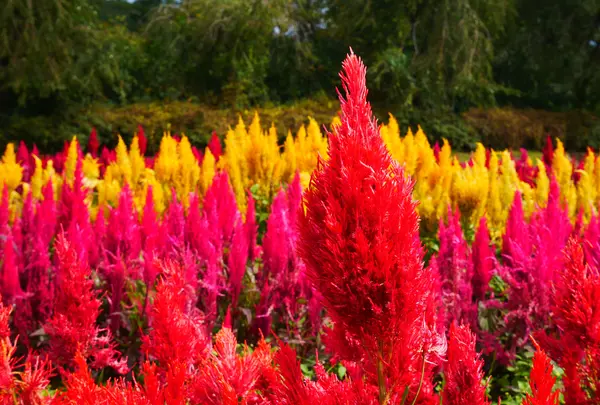 那須フラワーワールドの写真・動画_image_1370309