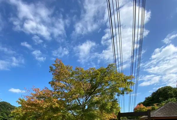森林の駅　もみじ谷大吊橋の写真・動画_image_1371084