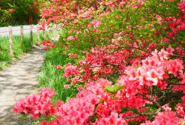 八幡ツツジ群落の写真・動画_image_1371679