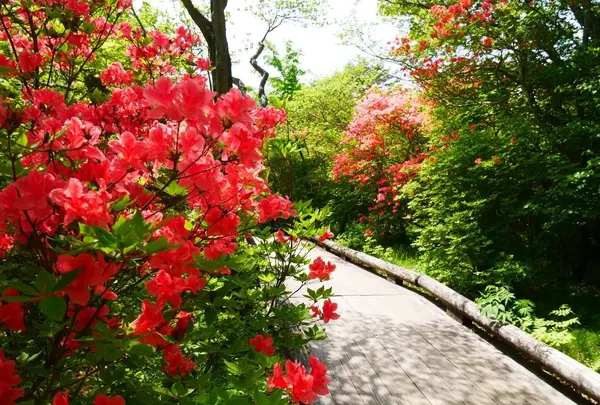 八幡ツツジ群落の写真・動画_image_1371680