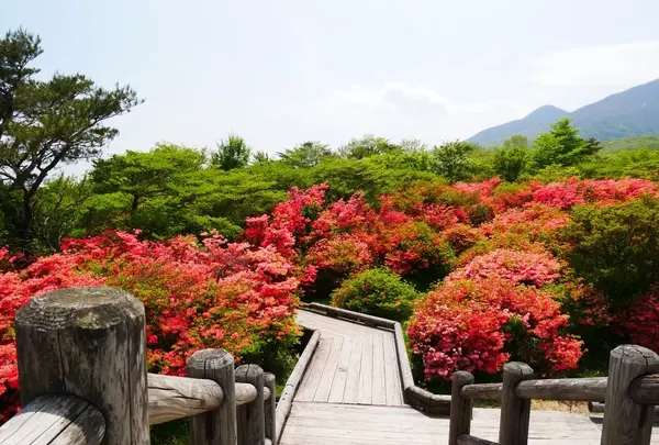 八幡ツツジ群落の写真・動画_image_1371683