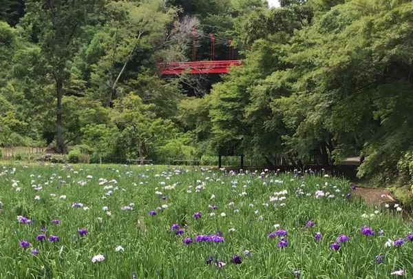 泉自然公園の写真・動画_image_1372093