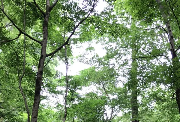 泉自然公園の写真・動画_image_1372136