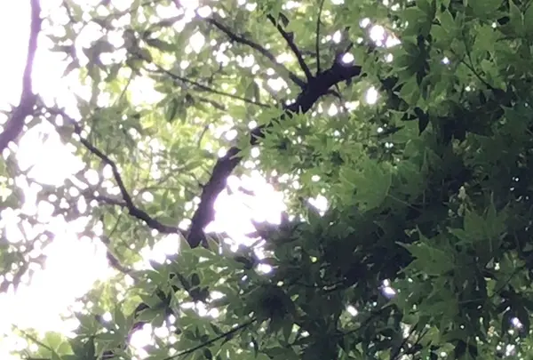 泉自然公園の写真・動画_image_1372138