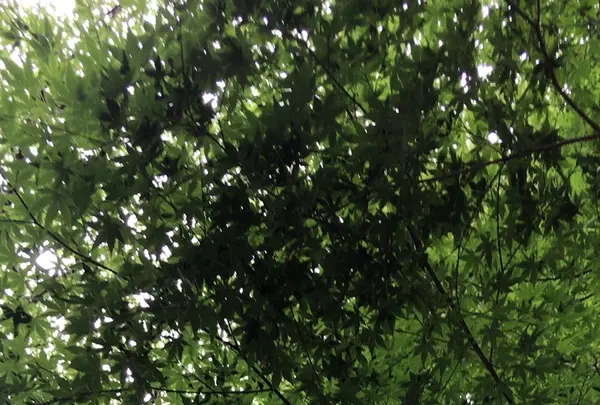 泉自然公園の写真・動画_image_1372139