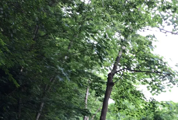 泉自然公園の写真・動画_image_1372140