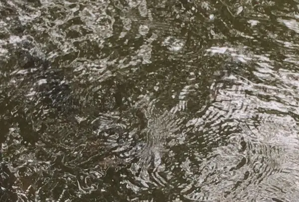 泉自然公園の写真・動画_image_1372141