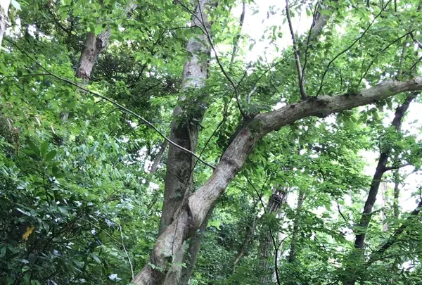 泉自然公園の写真・動画_image_1372144