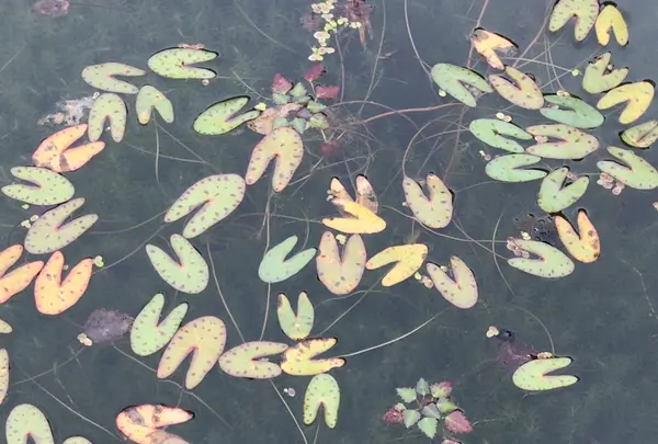 泉自然公園の写真・動画_image_1372145