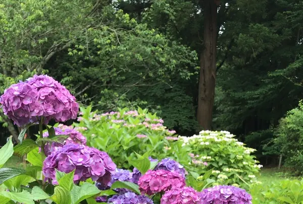 泉自然公園の写真・動画_image_1372146