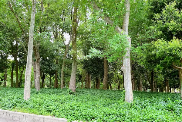 大阪城公園の写真・動画_image_1374484
