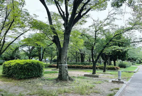 毛馬桜之宮公園の写真・動画_image_1374640