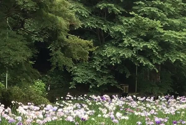 泉自然公園の写真・動画_image_1376263