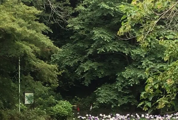 泉自然公園の写真・動画_image_1376264