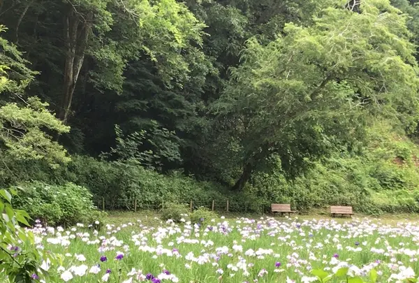 泉自然公園の写真・動画_image_1376267