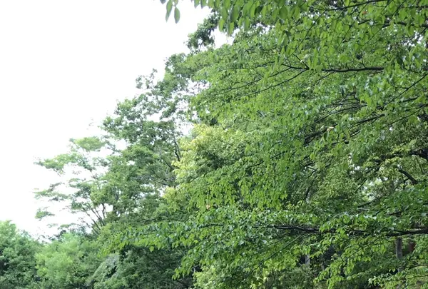 泉谷公園の写真・動画_image_1376386