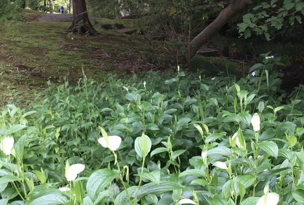 泉谷公園の写真・動画_image_1376387