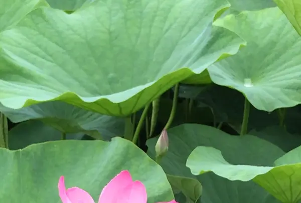 千葉公園の写真・動画_image_1376828