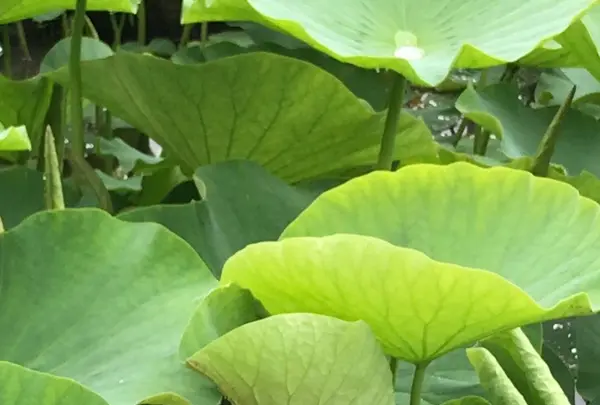 千葉公園の写真・動画_image_1376829