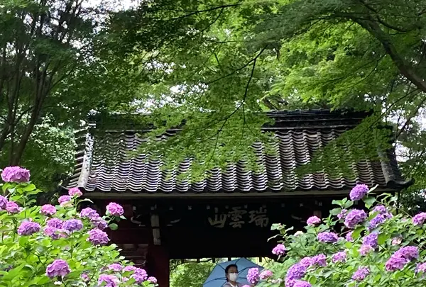 本光寺の写真・動画_image_1380320